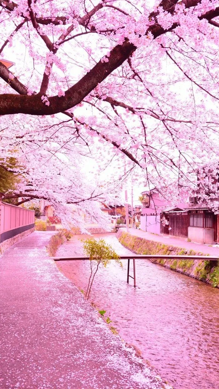 粉色风景H5背景高清