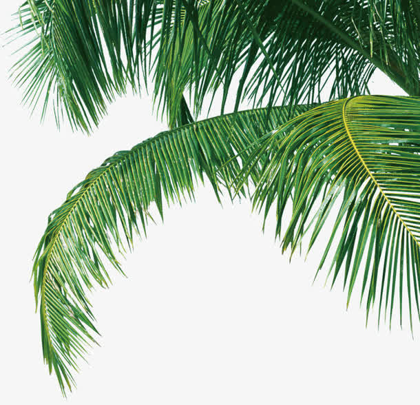 大片的绿色叶子热带植物免抠