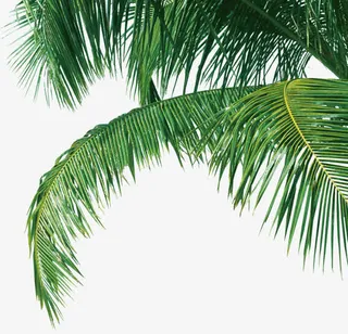 大片的绿色叶子热带植物免抠