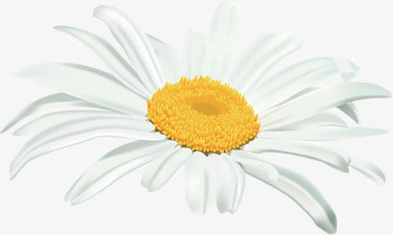白色卡通唯美花朵节日免抠