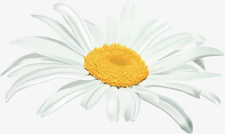 白色卡通唯美花朵节日免抠