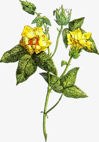 精致漂亮的春天花免抠