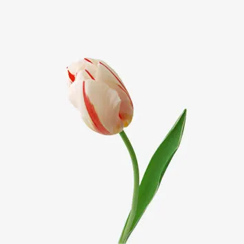 花朵免抠