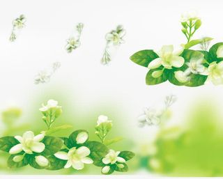 春天绿色茉莉花免抠