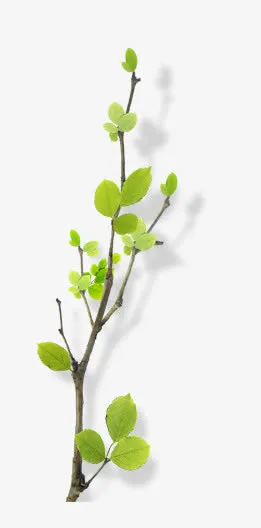 绿色花树绿色树枝叶子免抠