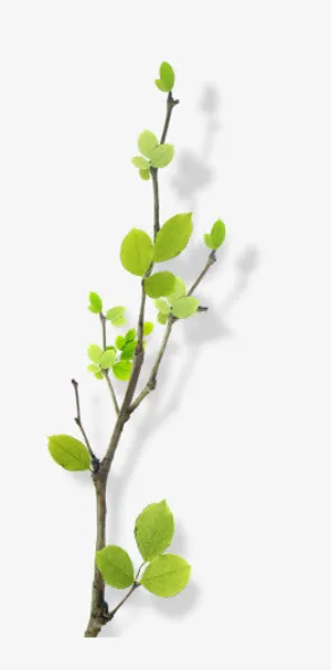 绿色花树绿色树枝叶子免抠 绿色花树绿色树枝叶子免抠