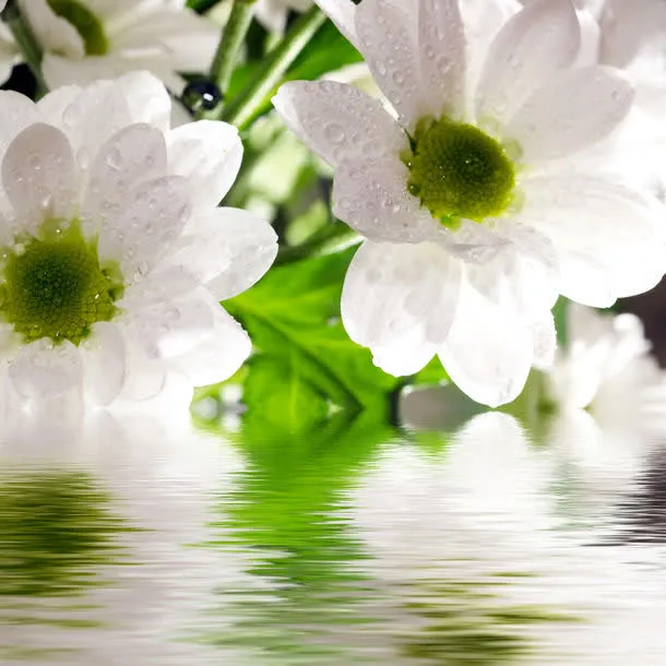 花朵与水摄影免抠