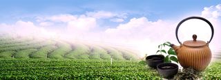 茶叶背景高清