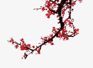 腊月梅花免抠