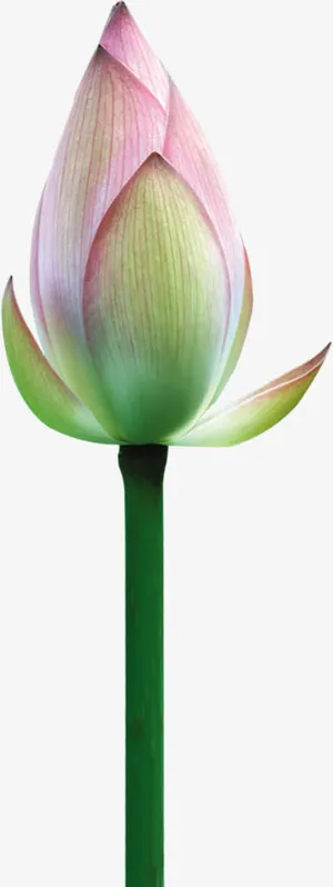 荷花苞中国风清廉图片免抠