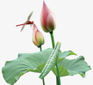 荷花蜻蜓免抠