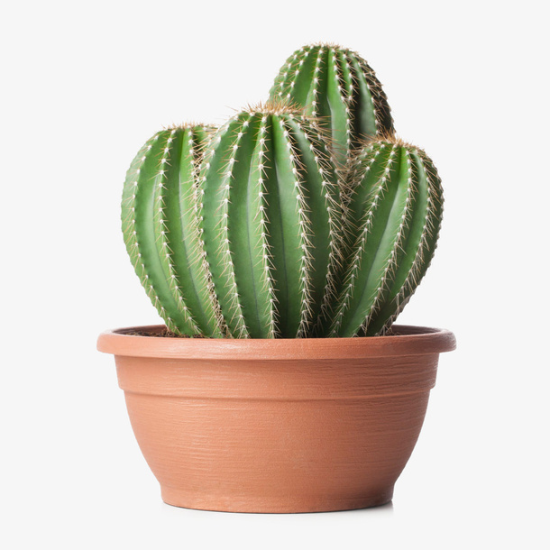 仙人掌盆栽PNG素材免抠