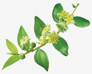 高清摄影绿色的草本植物枣花免抠