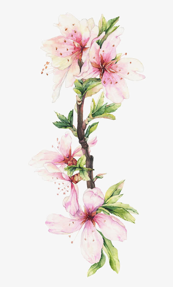 粉色桃花免抠