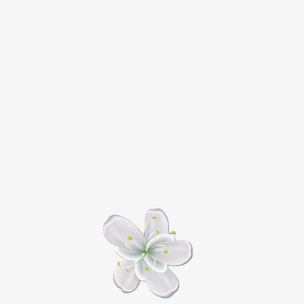 白色的浪漫小花朵免抠
