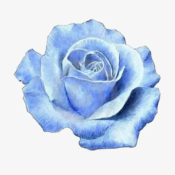蓝色的玫瑰花免抠