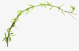 实物一根绿色柳条免抠