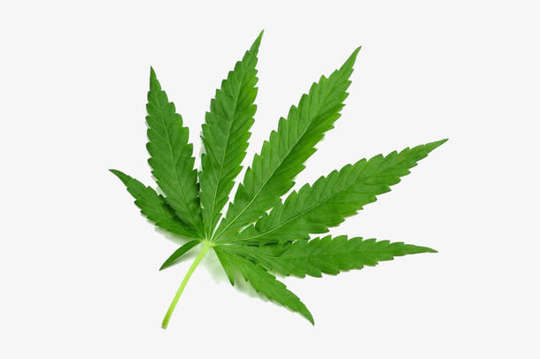 大麻叶PNG图片免抠
