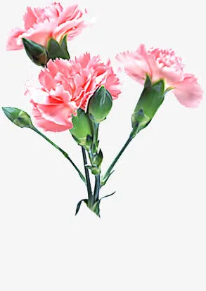 粉色美艳花朵康乃馨免抠