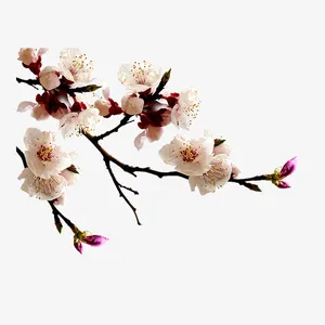 白色梅花植物新年元素免抠