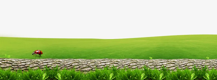 绿色草地树干装饰边框免抠