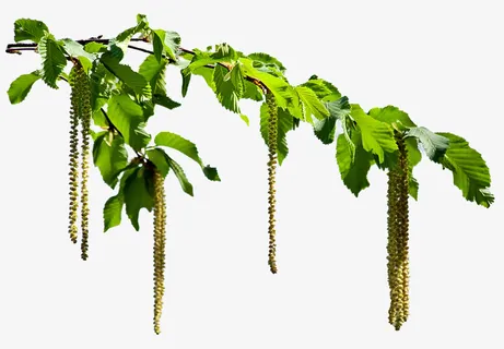 春天绿色叶子春天叶子漂浮元素免抠