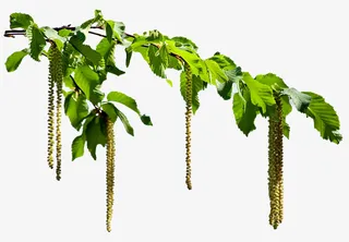 春天绿色叶子春天叶子漂浮元素免抠