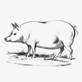 手绘猪简笔画免抠