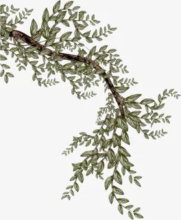 和风禅意树枝免抠