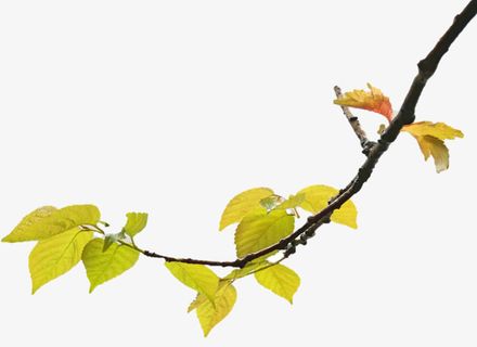 一枝独秀不是春免抠