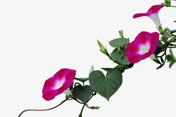 紫色喇叭花免抠