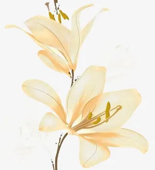 一枝花背景素材