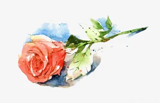 掉落的玫瑰图片素材免抠