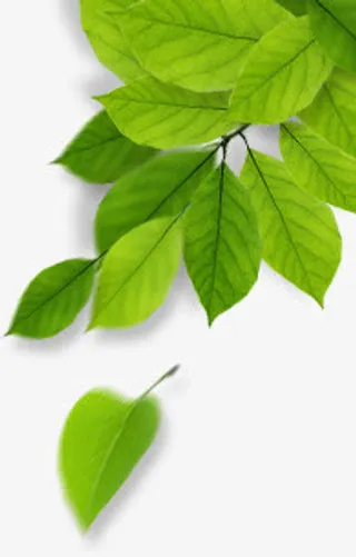 绿叶装饰春天免抠