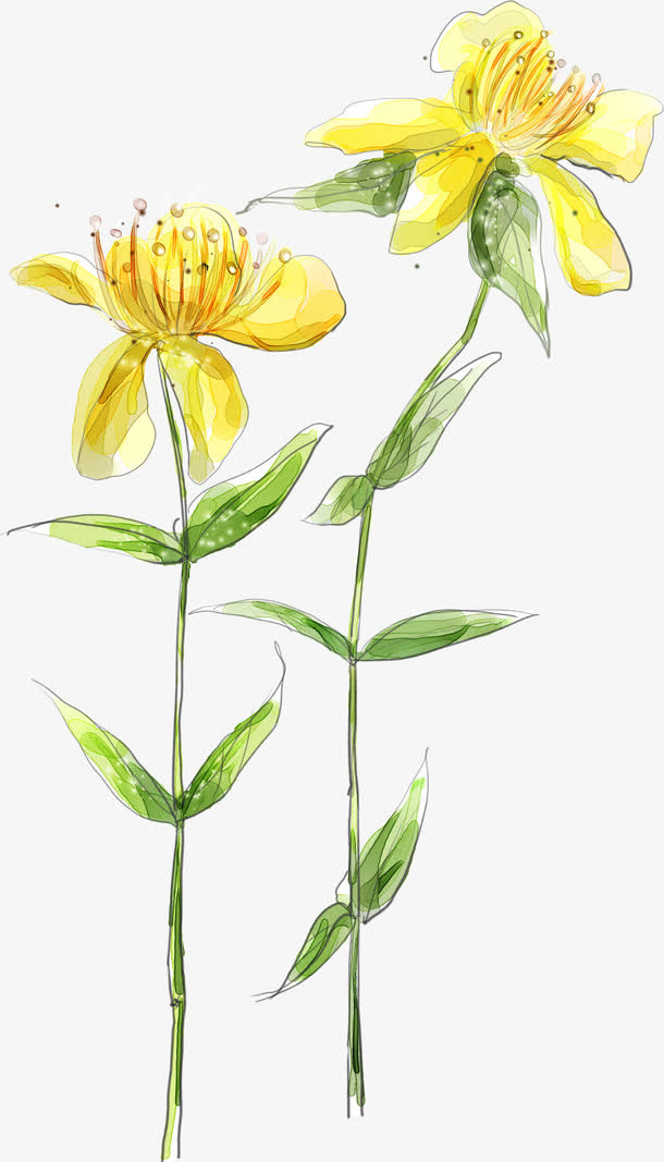 花朵 花卉免抠
