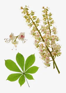 七叶树叶子和花免抠