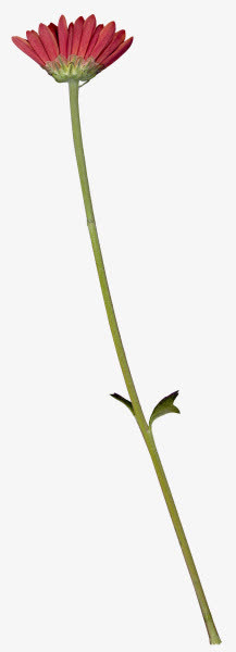 花枝花草红色待开放花朵免抠