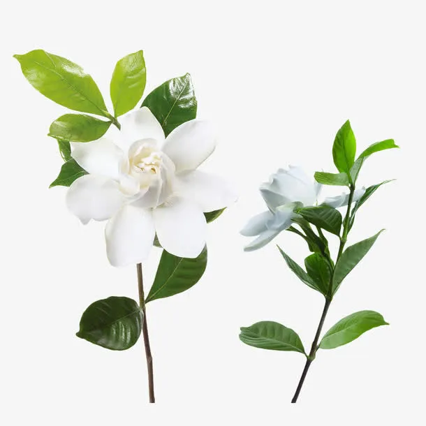 茉莉花白色花朵花卉矢量素材免抠