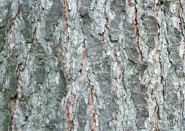 树皮免抠