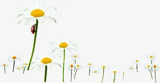 清新春季雏菊昆虫免抠