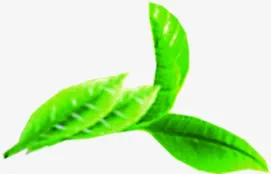 端午节绿色粽叶免抠