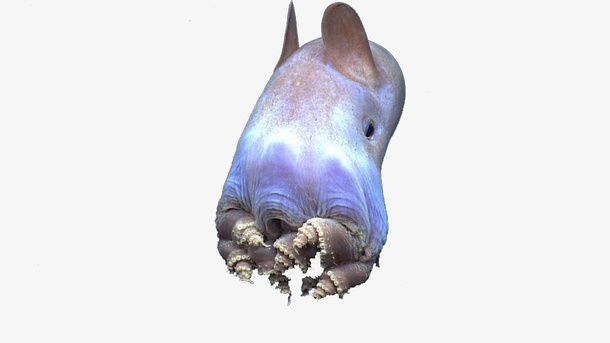 可爱小飞象章鱼免抠