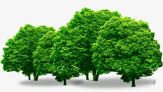 灌木丛树林免抠