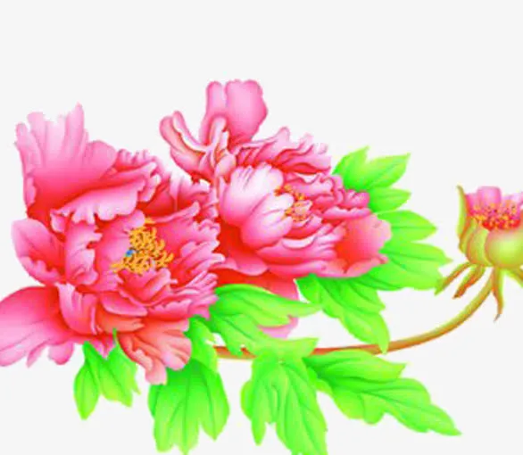牡丹花开免抠
