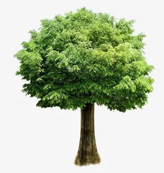 新鲜绿树免抠阳光免抠