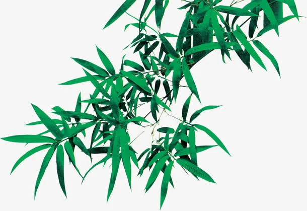 春天绿叶竹叶装饰免抠