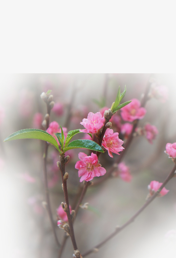 春天 草地 桃花 梨花 渐变透明元素41免抠背景场景背景元素