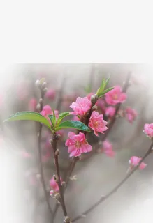 春天 草地 桃花 梨花 渐变透明元素41免抠背景场景背景元素 春天 草地 桃花 梨花 渐变透明元素41免抠背景场景背景元素