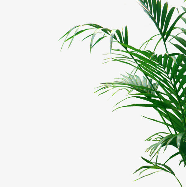 树叶免抠