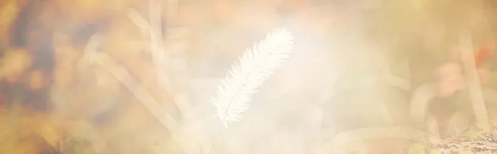 秋季秋装唯美梦幻背景banner高清